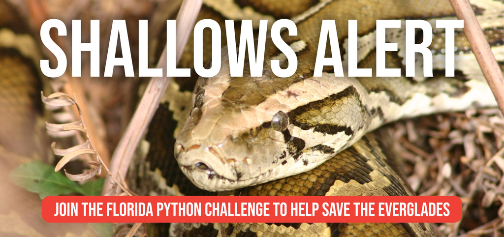 Shallows Alert: Python