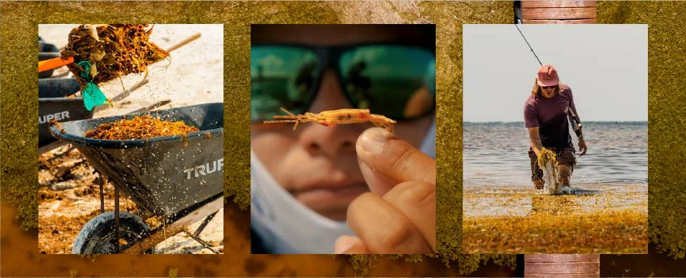 Sargassum: Menace or Miracle?